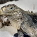 iguana_cuban_chiq_jar_h_0275_cub2393.jpg